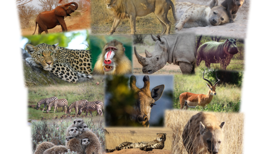 The Kruger National Park The Kruger National Park